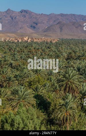 Splendeur sud-marocaine : palmiers Date dans la palmeraie d'Agdz Oasis Banque D'Images