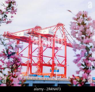 SUZHOU, CHINE - 29 AVRIL 2023 - (FILE) le port de Taicang dans la mer des fleurs à Suzhou, province du Jiangsu, Chine, 29 mars 2023. Banque D'Images