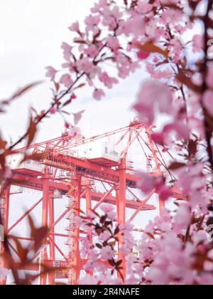 SUZHOU, CHINE - 29 AVRIL 2023 - (FILE) le port de Taicang dans la mer des fleurs à Suzhou, province du Jiangsu, Chine, 29 mars 2023. Banque D'Images