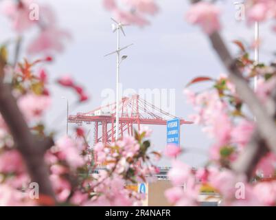 SUZHOU, CHINE - 29 AVRIL 2023 - (FILE) le port de Taicang dans la mer des fleurs à Suzhou, province du Jiangsu, Chine, 29 mars 2023. Banque D'Images