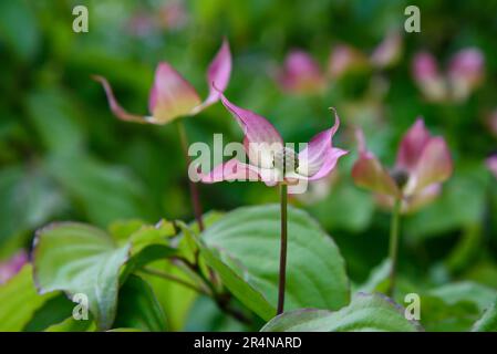 Fleurs de cornouiller fleuries sur fond vert flou Banque D'Images