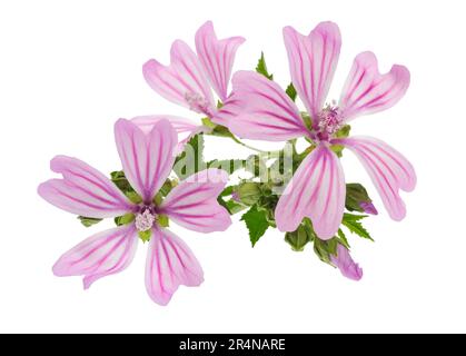 Fleurs de malow isolées sur fond blanc Banque D'Images