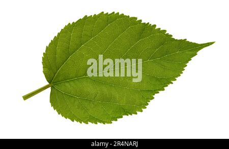 Feuille de mûrier verte isolée sur fond blanc Banque D'Images