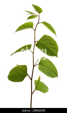 Branche asiatique d'algues nouées isolée sur fond blanc Banque D'Images