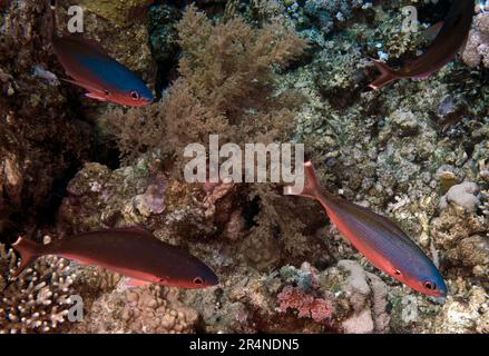 Suez Fusiliers (Caesio suevica) dans la Mer Rouge, Egypte Banque D'Images