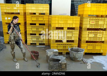 Europe, Italie, Émilie-Romagne, Faenza (Ravenne), 22 mai, 2023 : volontaires au travail pour libérer les maisons et les rues touchées par les inondations et M. Banque D'Images