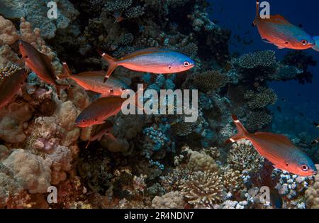 Suez Fusiliers (Caesio suevica) dans la Mer Rouge, Egypte Banque D'Images