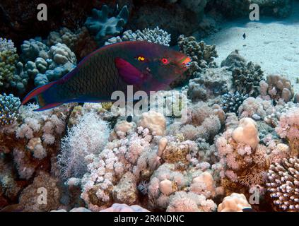 Un parrotfish marécageux (Scarus niger) dans la mer Rouge, Egypte Banque D'Images