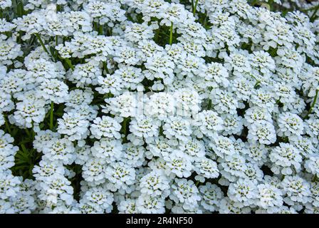 Beaucoup de fleurs blanches d'Iberis saxatilis, amara ou de candytuft amer. Bitter candytuft, Iberis amara est une plante médicinale importante avec des fleurs blanches. Banque D'Images