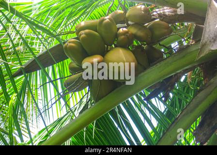 Jeunes fruits de noix de coco sur l'arbre. Noix de coco et fruits de coco verts. Banque D'Images