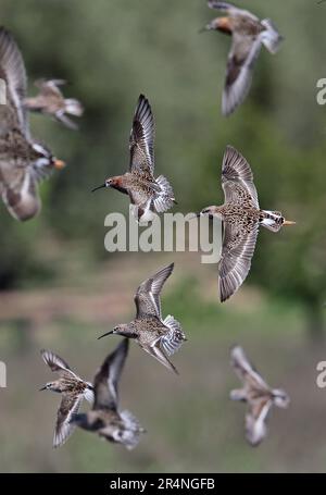 Les wader affluent en vol avec Ruff (Calidris pugnax), Curlew Sandpiper (C.ferruginea) et Little stint (C.minuta) province de Malaga, Andalousie, Espagne Banque D'Images