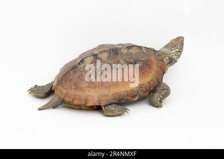 La tortue musquée à dos de rasoir (Sternotherus carinatus) est isolée sur fond blanc Banque D'Images