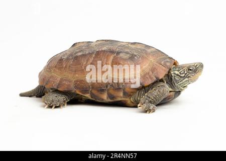 La tortue musquée à dos de rasoir (Sternotherus carinatus) est isolée sur fond blanc Banque D'Images