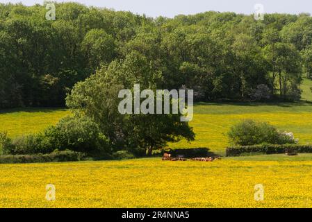 Vaches et veaux se reposant dans un champ de buttercup vu de la piste de Herefordshire un chemin de randonnée longue distance Peterchurch Herefordshire Angleterre au Royaume-Uni Banque D'Images