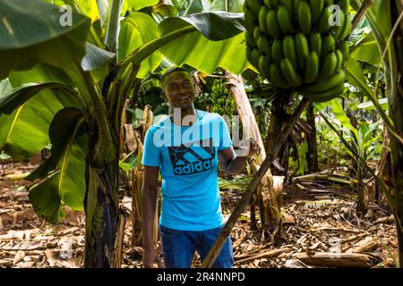 Le cultivateur Chisomo Shaya à une banane avec des fruits verts presque prêts pour la récolte. Nature's Gift Bananas est une ferme de bananes de 28 hectares située sur le domaine de Kumbali à Lilongwe, au Malawi. Plantation de bananes au Kumbali Country Lodge à Lilongwe, Malawi Banque D'Images