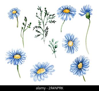Blue chamomile flowers set. For nursery, baby shower, invitation for birthday party. Watercolor illustration for greeting card, posters, stickers, pac Banque D'Images