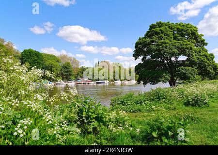 Le bord de rivière à Twickenham lors d'un chaud été grand Londres Angleterre Royaume-Uni Banque D'Images