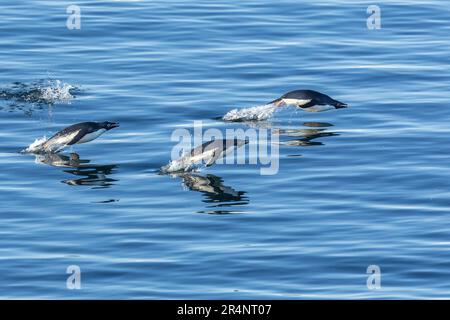 Porpoising Adlie Penguins, Cap Adare, Antarctique Banque D'Images