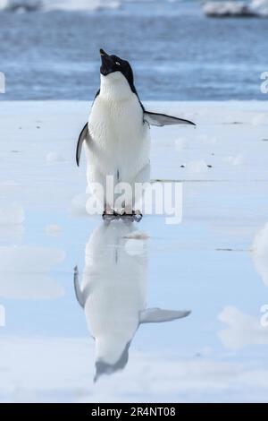 Adelie Penguin & Reflection in Puddle, Cape Crozier, Ross Island, Ross Sea, Antarctique Banque D'Images