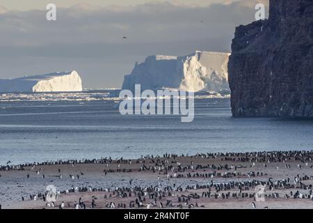 Adelie Penguins à Rookery, cap Adare, Antarctique Banque D'Images