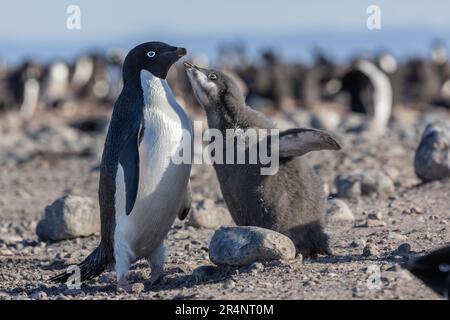 Pingouin d'Adlie adulte avec poussin à la Rookery de Cape Adare, Antarctique Banque D'Images