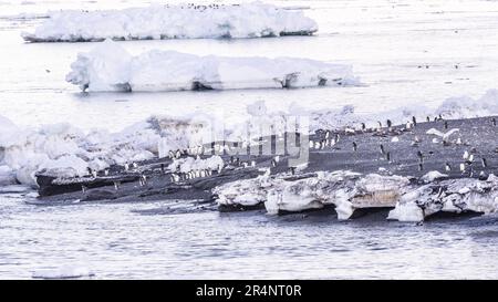 Adelie Penguins à Rookery, cap Adare, Antarctique Banque D'Images