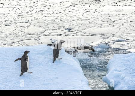 Adelie Penguins bondissant dans la mer, cap Adare, Antarctique Banque D'Images