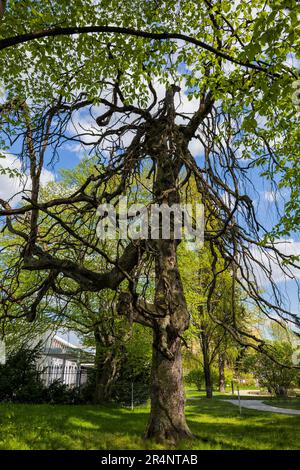 Vieux hêtre pleureux - Fagus sylvatica (groupe pendula), hêtre européen à feuilles caduques dans le parc Ulricha, Varsovie, Pologne. Banque D'Images