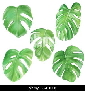 Aquarelle monstère, feuilles tropicales. Clipart isolé sur fond blanc. Illustration dessinée à la main pour la conception Banque D'Images