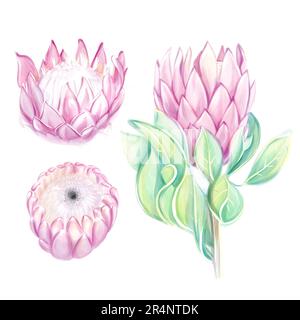 Ensemble protees rose à dessin aquarelle. Fleur tropicale. Isoler sur fond blanc, clipart Banque D'Images