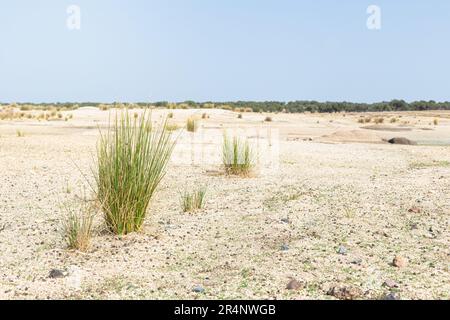 Groupe de trois épaississants dans les terres désertiques en raison du changement climatique. Le ciel est bleu. Banque D'Images