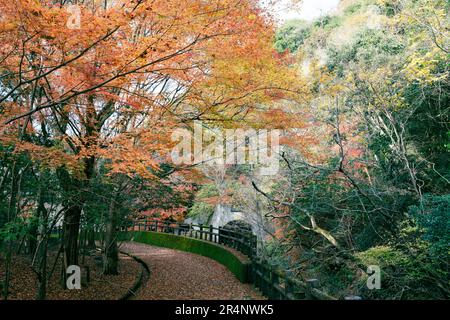 Minoh Park automne sentier forestier coloré à Osaka, Japon Banque D'Images