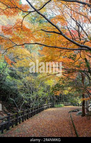 Minoh Park automne sentier forestier coloré à Osaka, Japon Banque D'Images