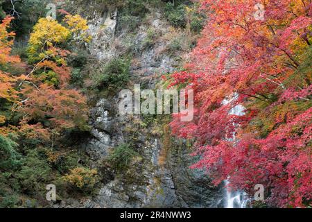 Chute d'eau du parc Minoh et forêt colorée d'automne à Osaka, Japon Banque D'Images