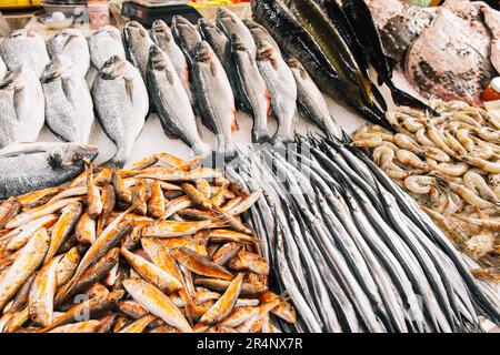 Poisson frais - Belone Belone - sur glace sur le marché des pêcheurs magasin. Poissons de fruits de mer de fond. Le bélone de garpoisson, également connu Banque D'Images