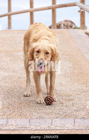 Golden Retriever sur une route de terre avec un ananas entre ses pattes, il ressemble à un chien très fatigué, même un peu triste. Banque D'Images