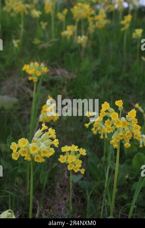 photo de fleurs jaunes qui poussent dans le fond de l'herbe dans le flou Banque D'Images