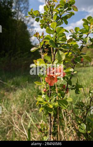 photo d'un bush avec des fleurs rouges dans le pré Banque D'Images