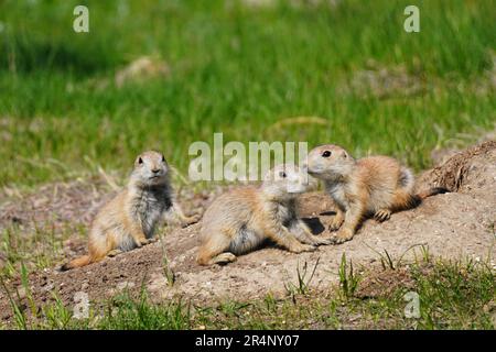 Gros plan de trois jeunes chiens de prairie à queue noire, Cynomys ludovicianus, jouant Banque D'Images