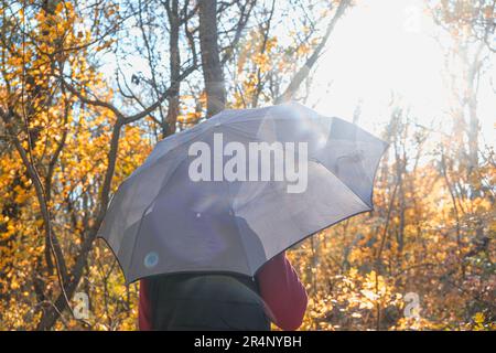Un homme avec un parapluie gris se dresse dans une forêt d'automne ou dans un parc sous la pluie. Pluie torride dans la forêt d'automne par temps ensoleillé. Ambiance d'automne. C'est un triste automne. Banque D'Images