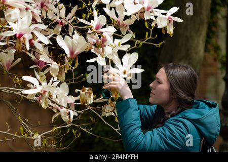 ODESSA, UKRAINE - 2023: Une femme prend une photo d'une fleur de magnolia de printemps sur son téléphone. Fleurs de lyliflora de magnolia rose. Orchidée boisée pleine Banque D'Images
