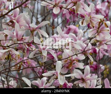 Fleurs de lyliflora de magnolia rose. Orchidée ligneuse en pleine floraison. Le Magnolia fleurit au printemps. Des fleurs de magnolia rose délicates fleurissent au printemps. Ressort Banque D'Images