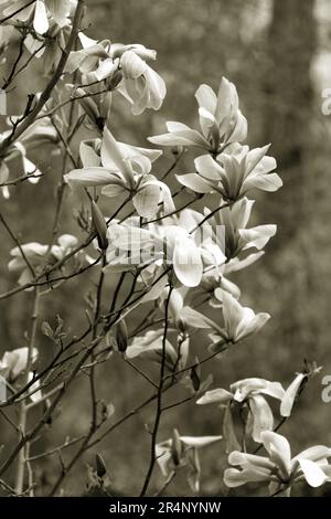 Fleurs de lyliflora de magnolia rose. Orchidée ligneuse en pleine floraison. Le Magnolia fleurit au printemps. Des fleurs de magnolia rose délicates fleurissent au printemps. Ressort Banque D'Images