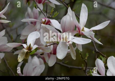 Fleurs de lyliflora de magnolia rose. Orchidée ligneuse en pleine floraison. Le Magnolia fleurit au printemps. Des fleurs de magnolia rose délicates fleurissent au printemps. Ressort Banque D'Images