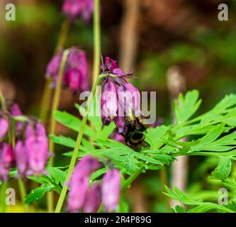 Pacific Bleeding Heart, ou Dicentra formosa, pousse dans les zones ombragées des forêts côtières de la Colombie-Britannique Banque D'Images