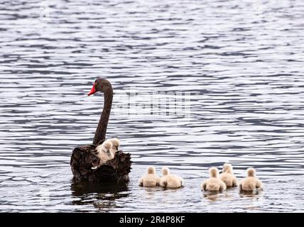 Une jolie paire de cygnes noirs et cinq pagaches sur le Derwent River en Tasmanie, en Australie Banque D'Images