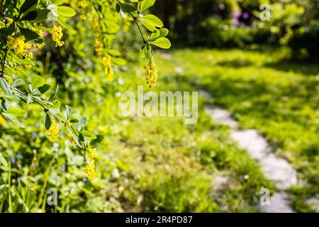 fleurs jaunes de l'arbre de barberry illuminées par le soleil couchant à l'arrière-cour dans le village Banque D'Images