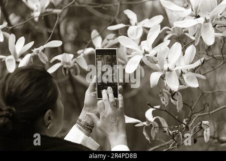 Fleurs de lyliflora de magnolia rose. Orchidée ligneuse en pleine floraison. Le Magnolia fleurit au printemps. Des fleurs de magnolia rose délicates fleurissent au printemps. Banque D'Images