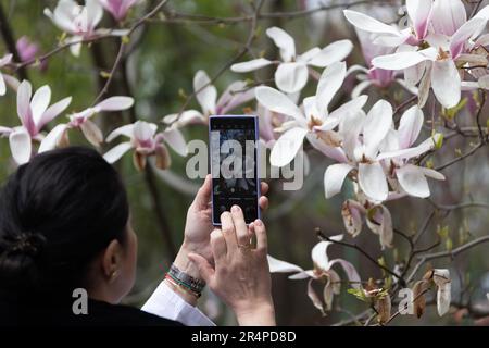 Fleurs de lyliflora de magnolia rose. Orchidée ligneuse en pleine floraison. Le Magnolia fleurit au printemps. Des fleurs de magnolia rose délicates fleurissent au printemps. Banque D'Images