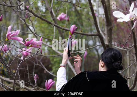 Fleurs de lyliflora de magnolia rose. Orchidée ligneuse en pleine floraison. Le Magnolia fleurit au printemps. Des fleurs de magnolia rose délicates fleurissent au printemps. Banque D'Images